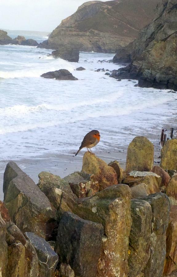 Vila Wrens Nook St Agnes  Exteriér fotografie